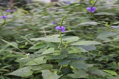 Stachytarpheta jamaicensis